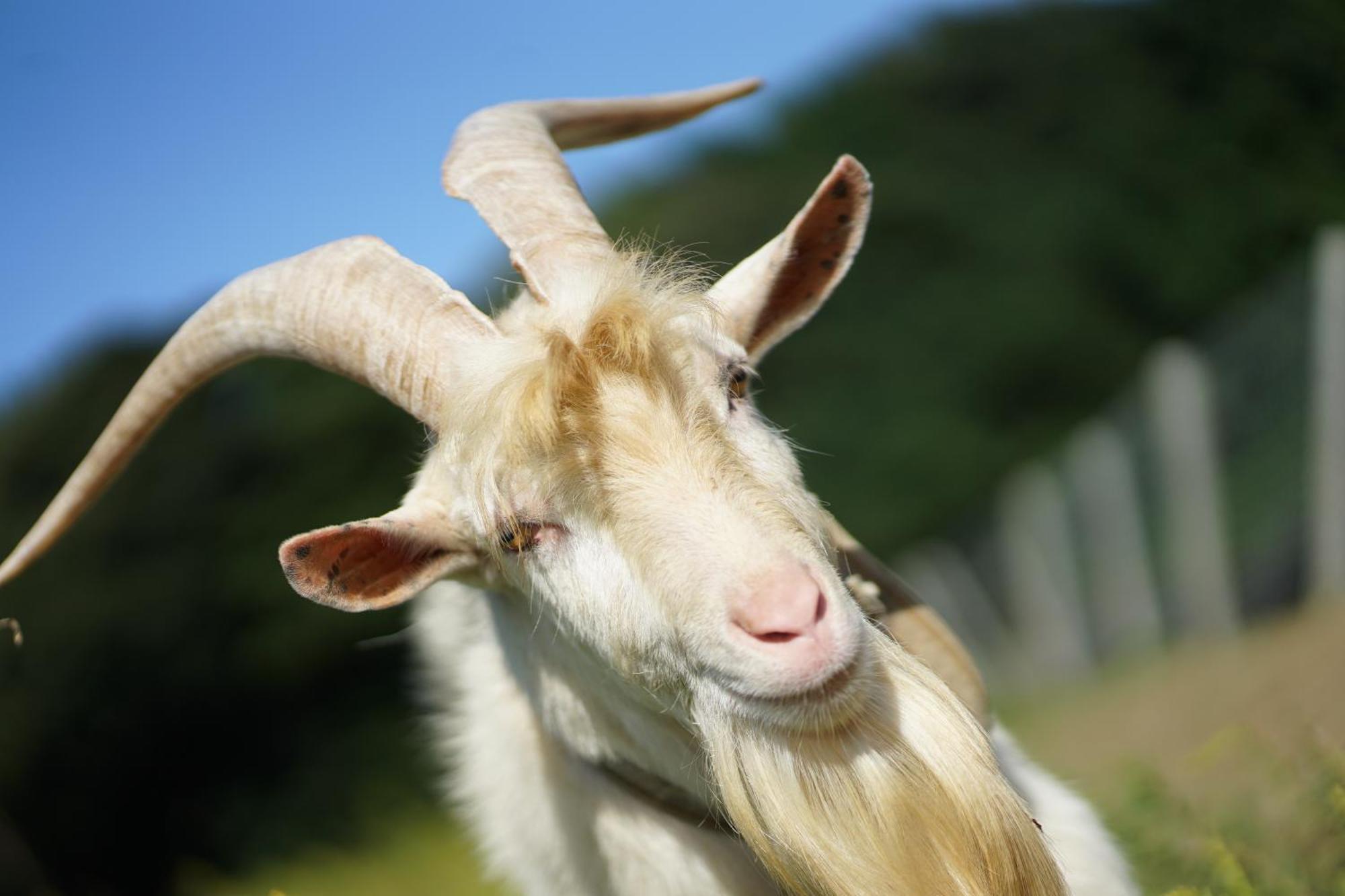 Kyoto Fururu Farm